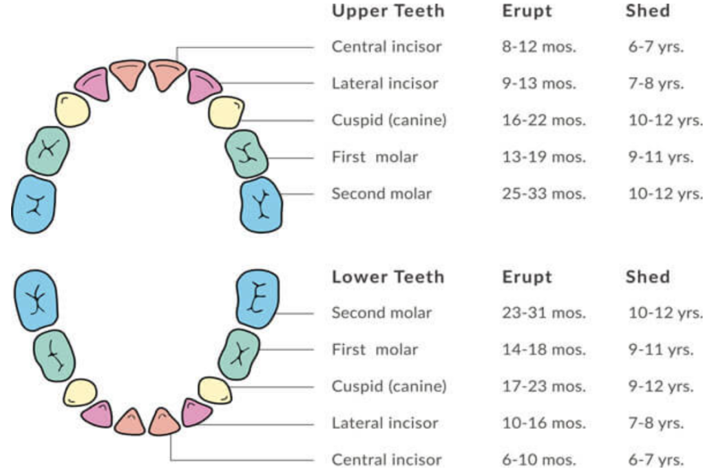 Tooth chart for permanent teeth. Optimal age ranges for permanent teeth to erupt and shed 
